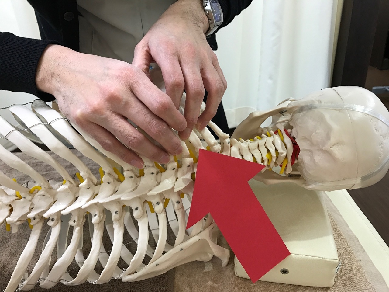 "肋椎関節の位置を模型で説明している様子"