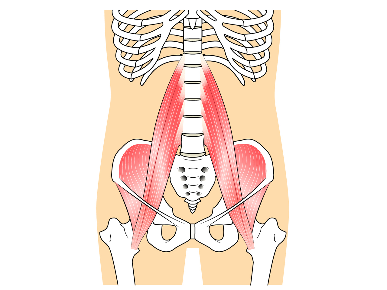 腰の筋肉の図