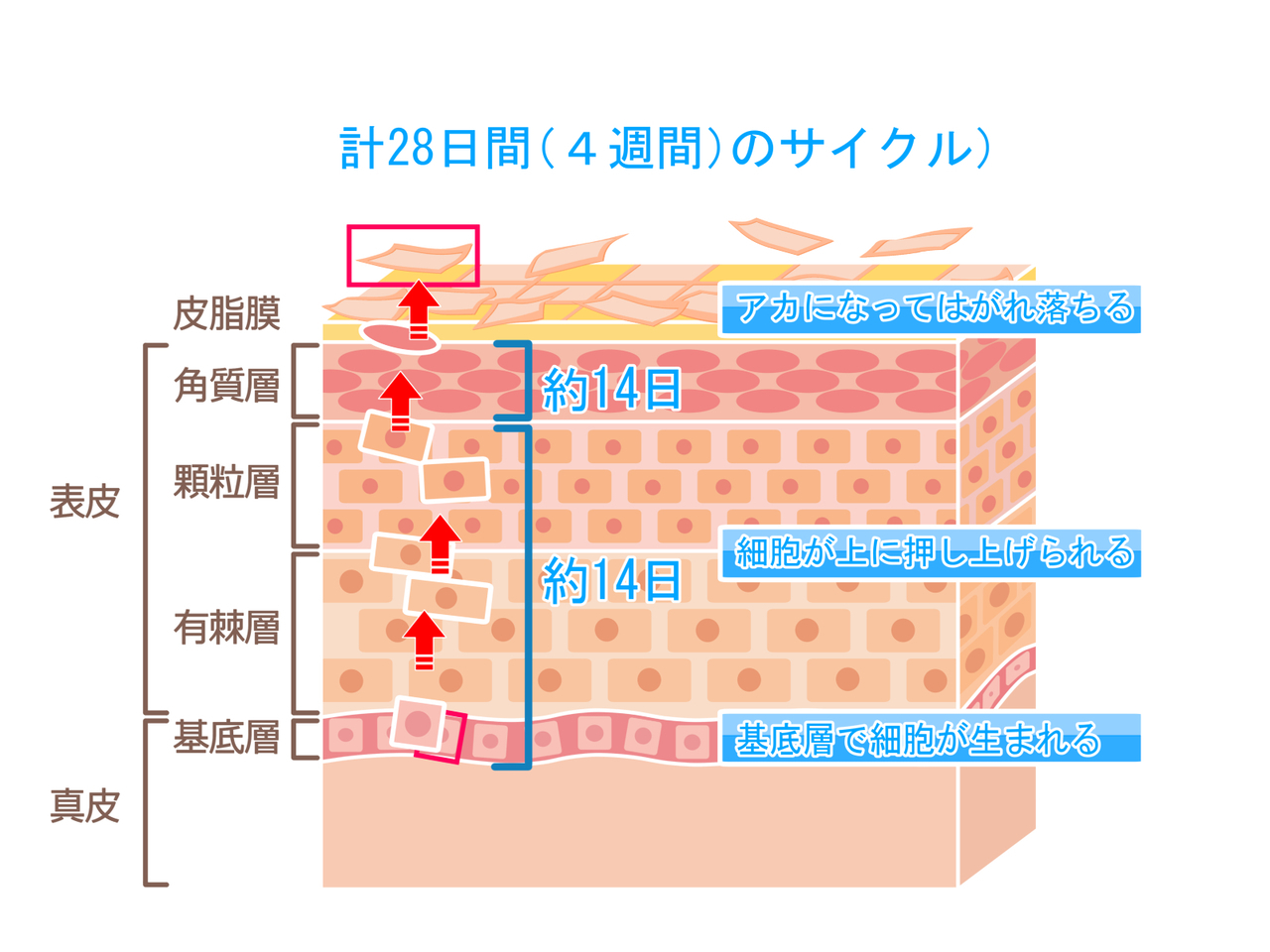肌のターンオーバーサイクルの図