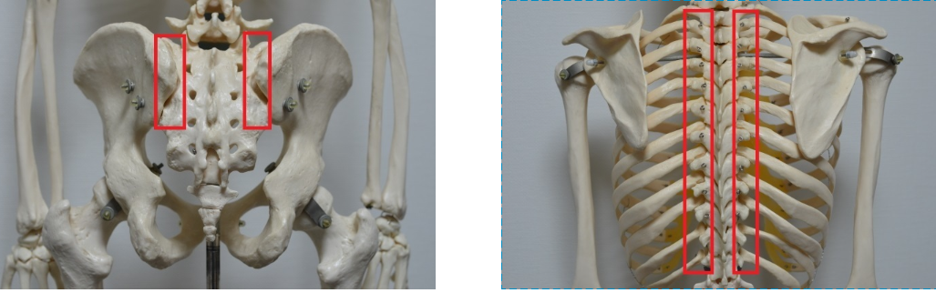 仙腸関節・肋椎関節の図