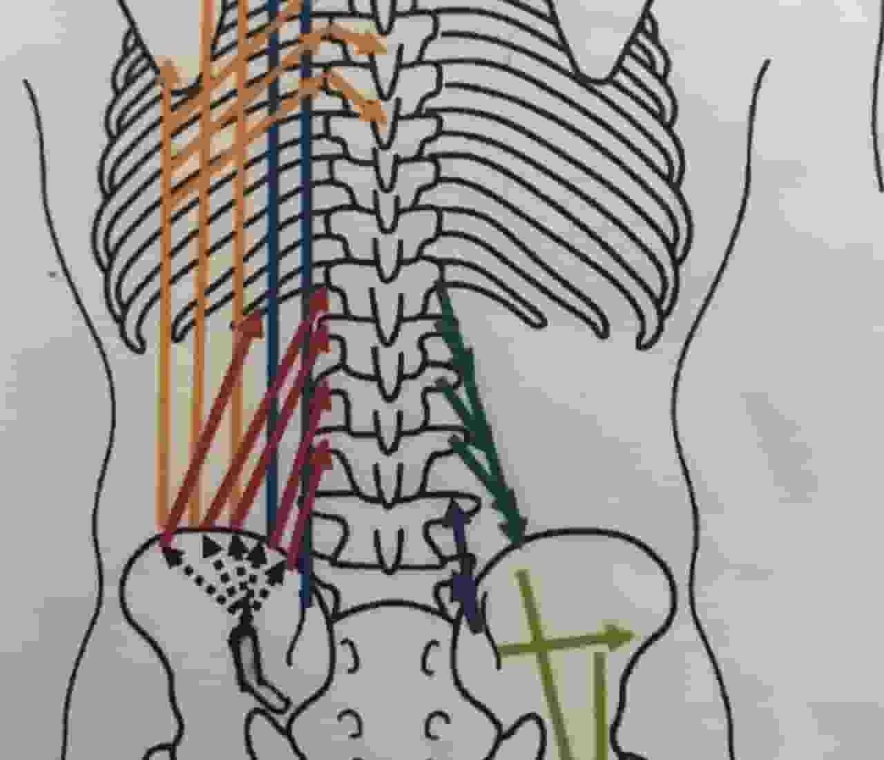 仙腸関節と腰部神経の関係を示す図。関節機能異常が周囲の筋肉や神経に影響し、腰から太ももに痛みやしびれを引き起こす仕組みを表しています。