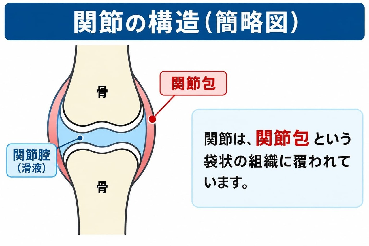 関節を包む袋状の組織「関節包」と、骨・関節腔の位置関係を示した関節構造の簡略図
