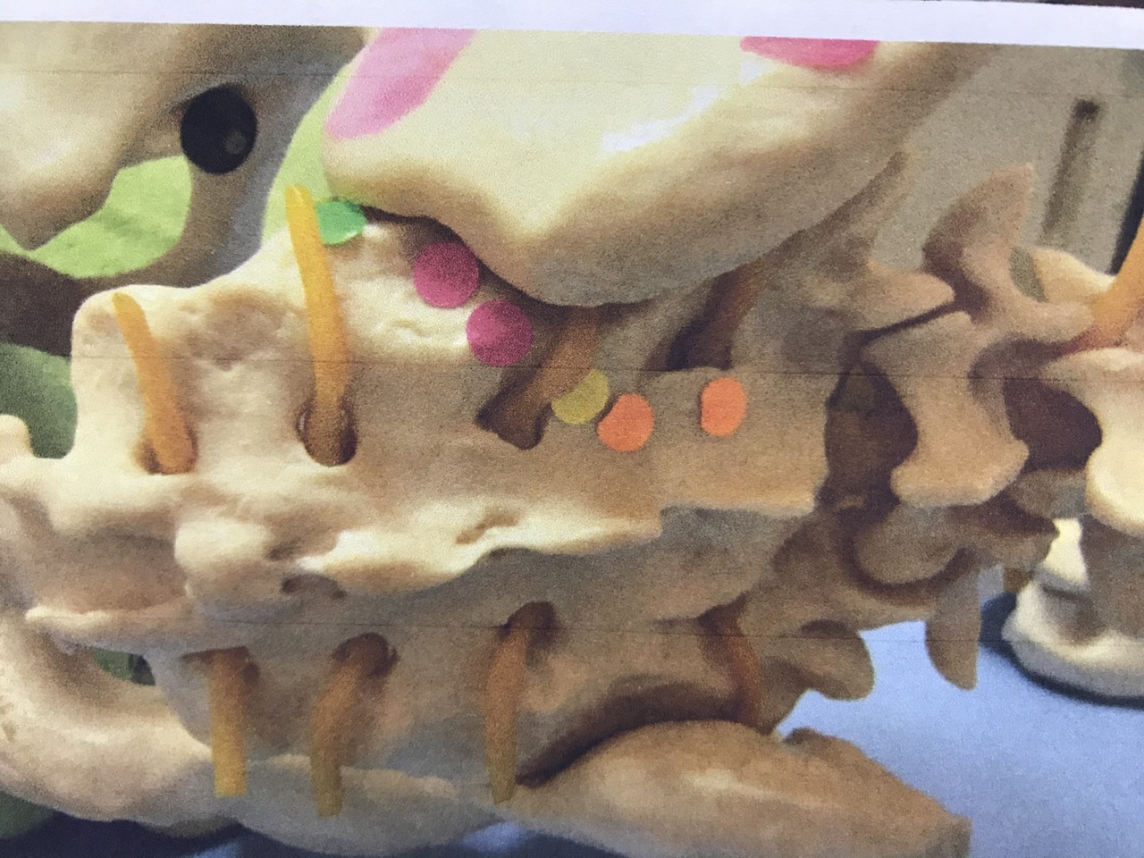 仙腸関節　骨模型