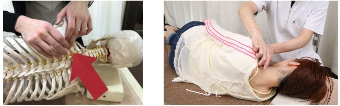 SCJM法で肋椎関節に施術する様子と、背骨と肋骨をつなぐ肋椎関節の位置を示した解剖模型