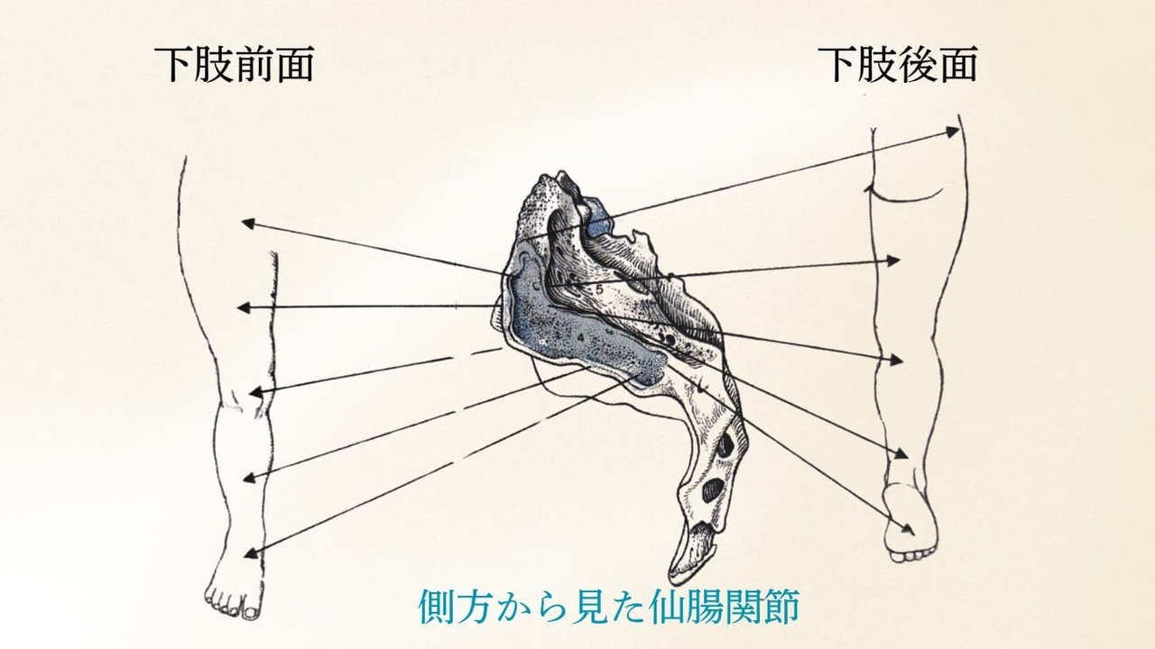 仙腸関節から下肢へ影響が広がる様子を示した図。前面・後面の下肢に関連する領域を示している