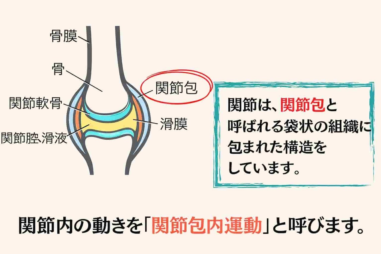 「関節の構造を示したイラスト。骨、関節軟骨、関節腔、滑膜、関節包などがラベル付きで描かれている。右側には『関節は関節包と呼ばれる袋状の組織に包まれています』という説明と、『関節内の動きを関節包内運動と呼びます』という補足テキストが添えられている。」