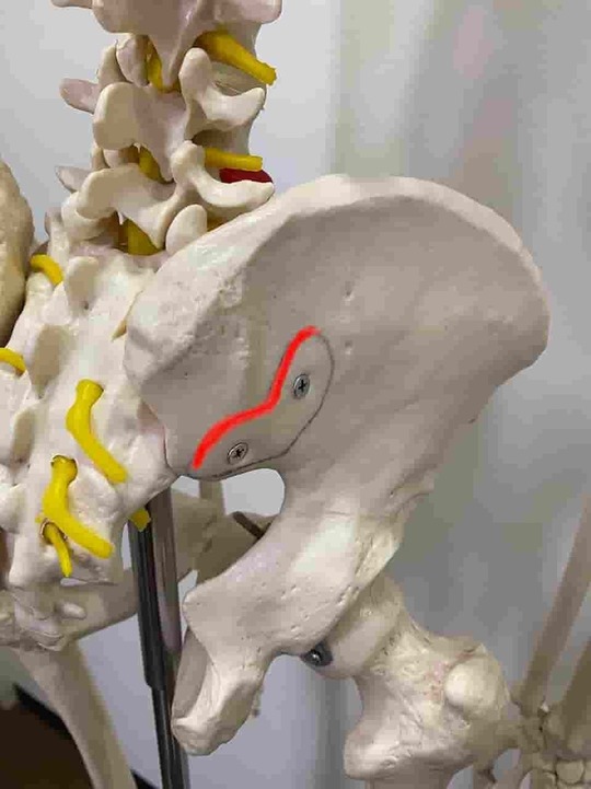 施術部位詳細（右仙腸関節のアップ）