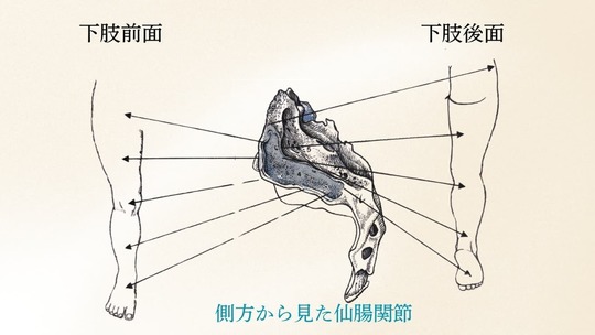 仙腸関節から下肢へ影響が広がる様子を示した図。前面・後面の下肢に関連する領域を示している