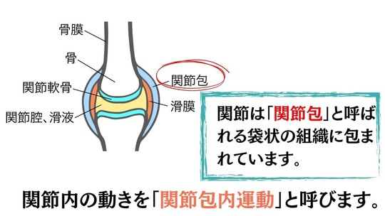 「関節の構造を示したイラスト。骨、関節軟骨、関節腔、滑膜、関節包などがラベル付きで描かれている。右側には『関節は関節包と呼ばれる袋状の組織に包まれています』という説明と、『関節内の動きを関節包内運動と呼びます』という補足テキストが添えられている。」